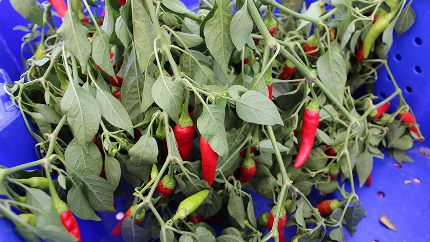 Moses Lake Farmers Market Food